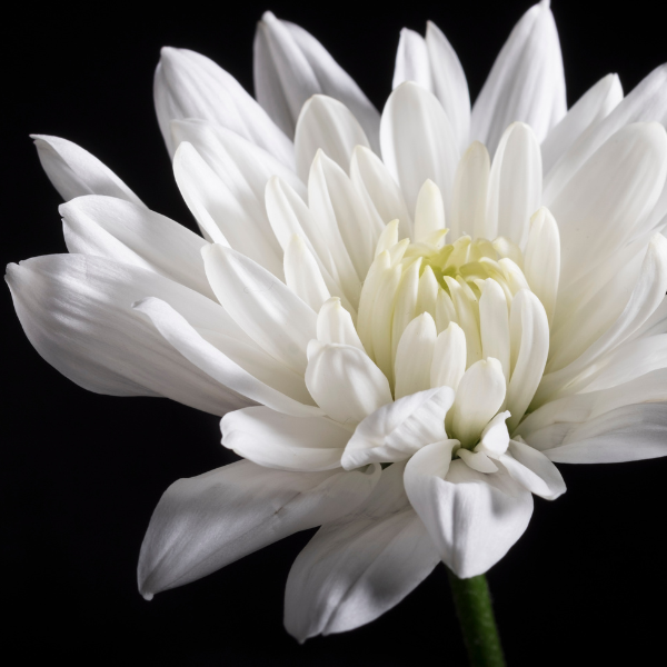 The meaning behind the chrysanthemum tattoo